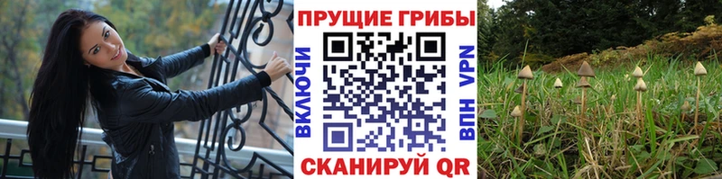 дарнет шоп  Мураши  Галлюциногенные грибы Cubensis 